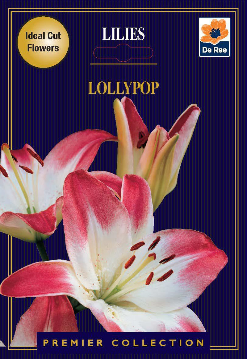 Lily | Lillium Lollypop | 2 Corms -