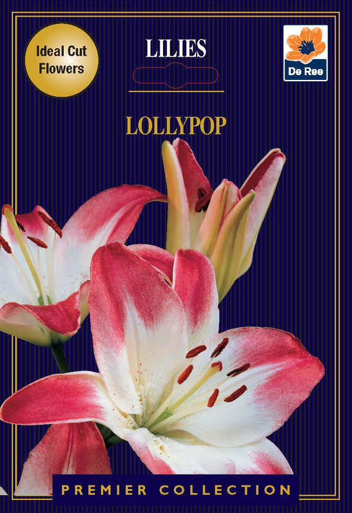 Lily | Lillium Lollypop | 2 Corms -