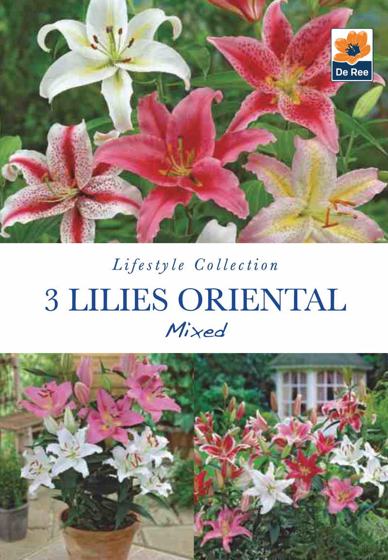 Lilies Oriental | Mixed Colours | 3 Bulbs -