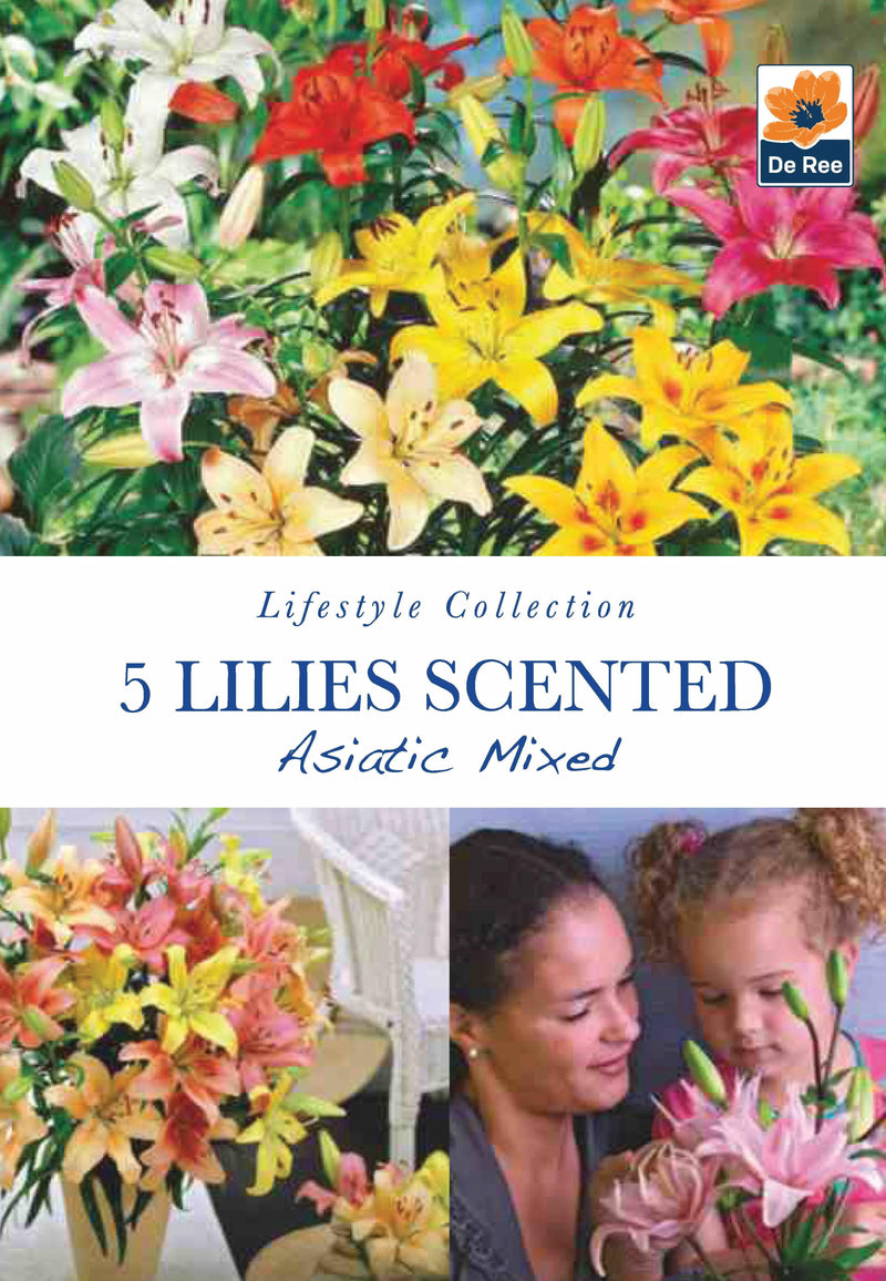 Lillies Scented | Asiatic Mixed | 5 Bulbs -