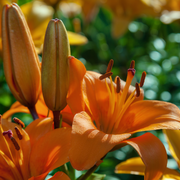Lilium - Orange Joy (Asiatic Lily) 1L -