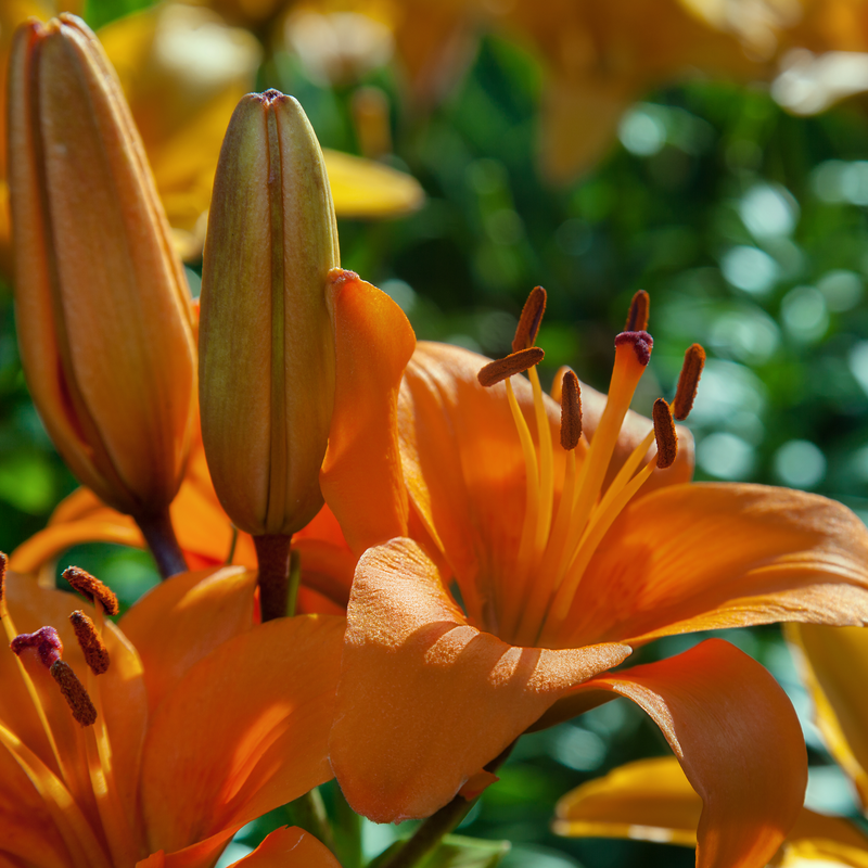 Lilium - Orange Joy (Asiatic Lily) 1L -