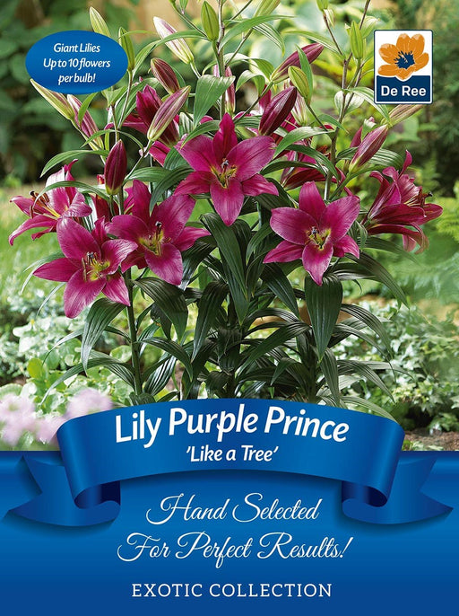 Lily 'Like a Tree' Purple Prince | Exotic Collection | 2 Tubers -