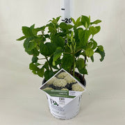 Dwarf Hydrangea arborescens BellaRagazza 'Limetta' 3L -