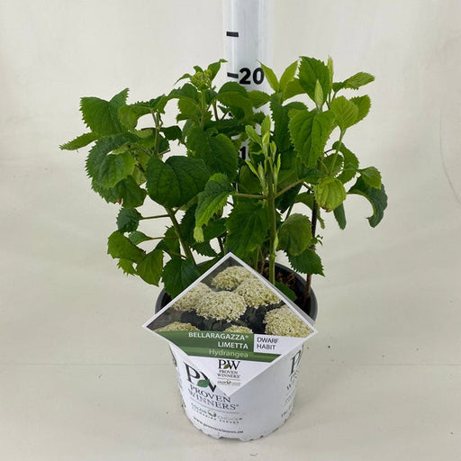 Dwarf Hydrangea arborescens BellaRagazza 'Limetta' 3L -
