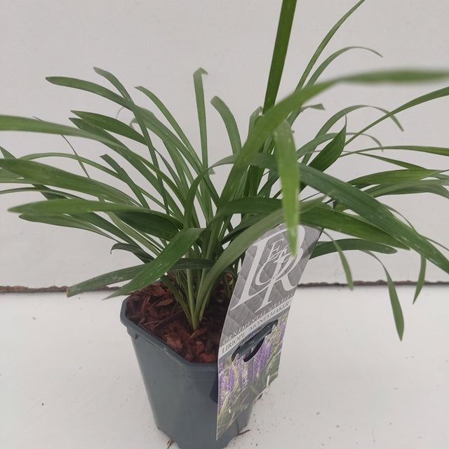 Liriope muscari 'MoneyMaker' 1L -