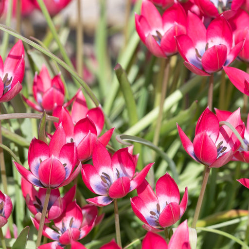 Tulip linifolia 'Little Beauty' (8 Bulbs) -