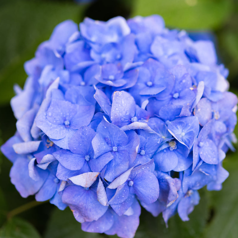 Dwarf Hydrangea | Hydrangea macrophylla 'Little Blue' 2L -
