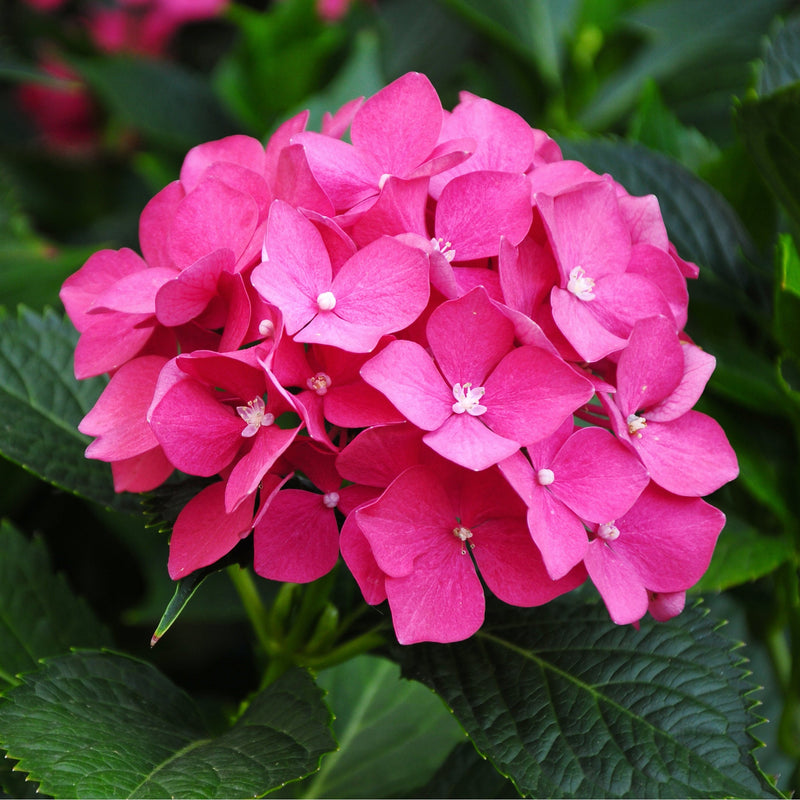 Dwarf Hydrangea | Hydrangea macrophylla 'Little Pink' 2L -