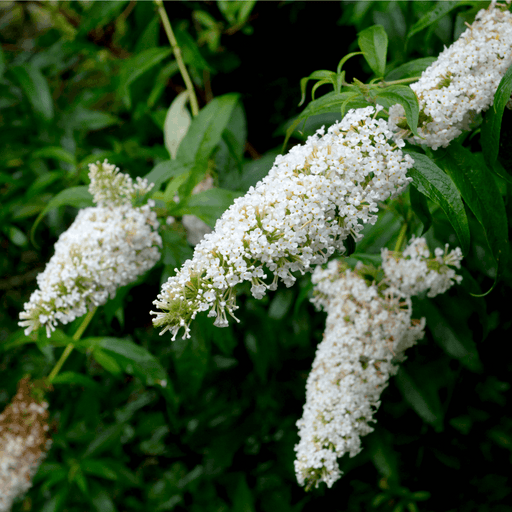 Buddleja Butterfly Candy 'Little White' 9cm/1L/3L -