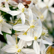Clematis armandii 'Little White Charm' 1m -