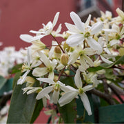 Clematis armandii 'Little White Charm' 1m -