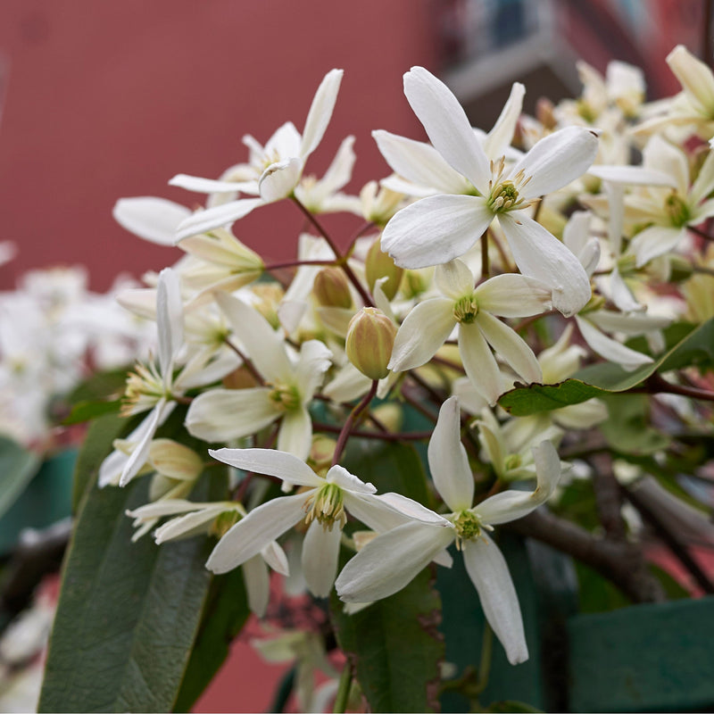 Clematis armandii 'Little White Charm' 1m -