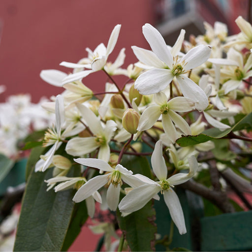 Clematis armandii 'Little White Charm' 1m -