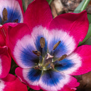 Tulip linifolia 'Little Beauty' (8 Bulbs) -