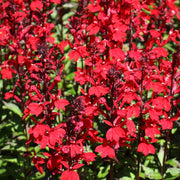 Lobelia cardinalis 'Queen Victoria' 9cm/1.5L -
