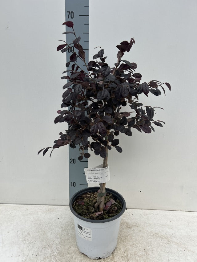 Loropetalum chinense 'Black Pearl' on Stem 50-60cm -