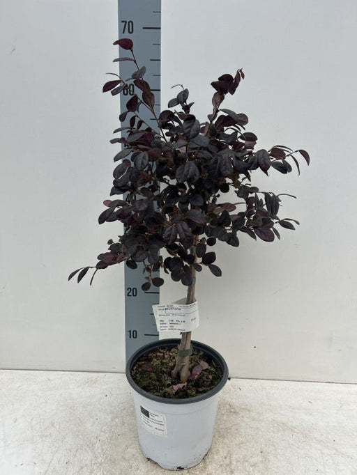 Loropetalum chinense 'Black Pearl' on Stem 50-60cm -