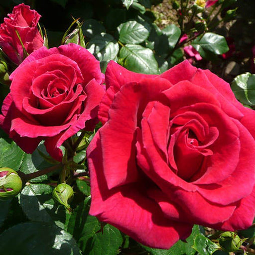 Rose Lovestruck | Floribunda | 4L Potted Rose (PRE ORDER DECEMBER '25) -
