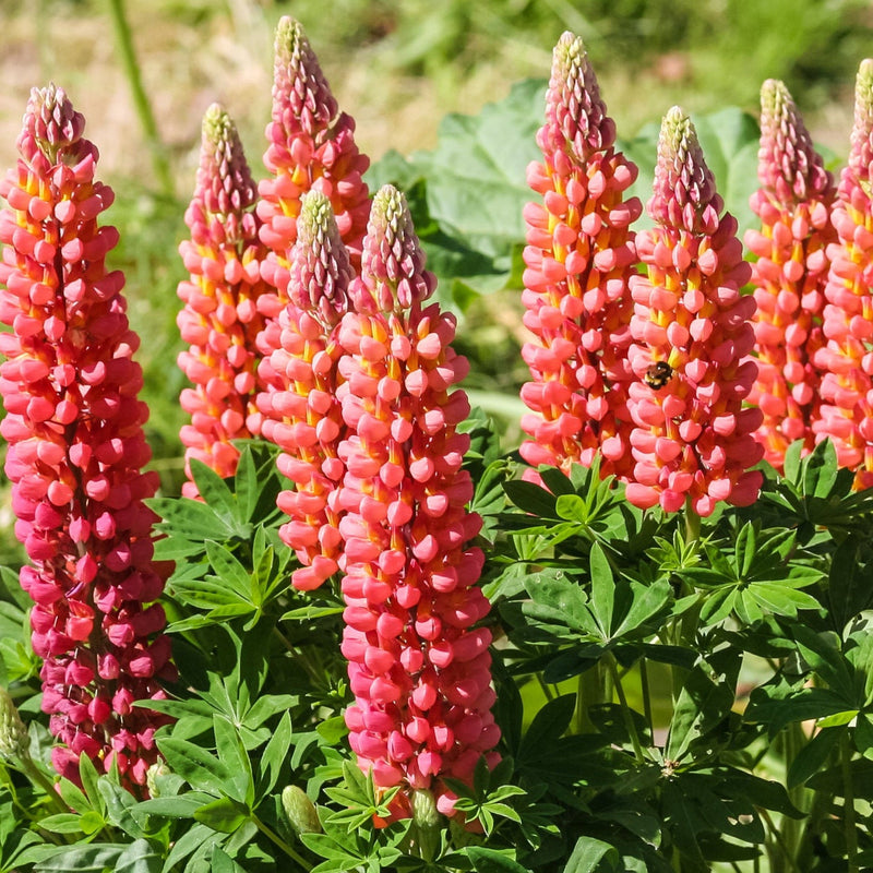 Lupin 'Red shades' 1.5L/3L -