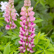 Lupin Gallery Rose 9cm/2L -