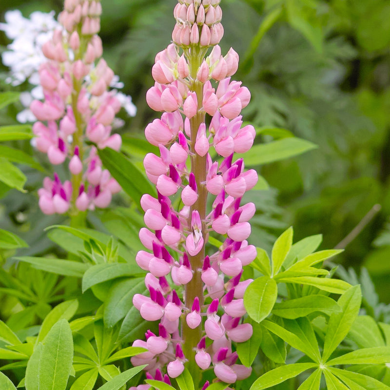 Lupin Gallery Rose 9cm/2L -