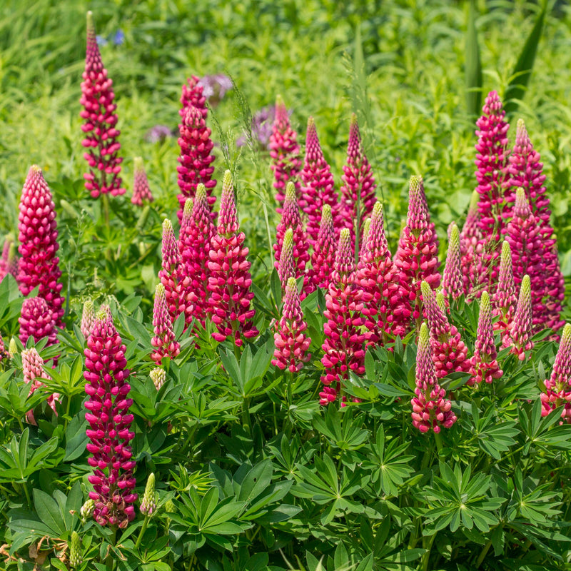 Lupinus polyphyllus 'Legendary Red' (3 Sizes available) -