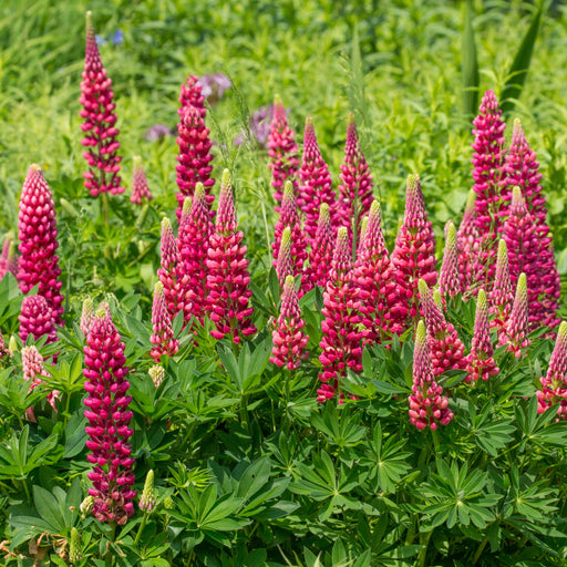 Lupinus polyphyllus 'Legendary Red' (3 Sizes available) -