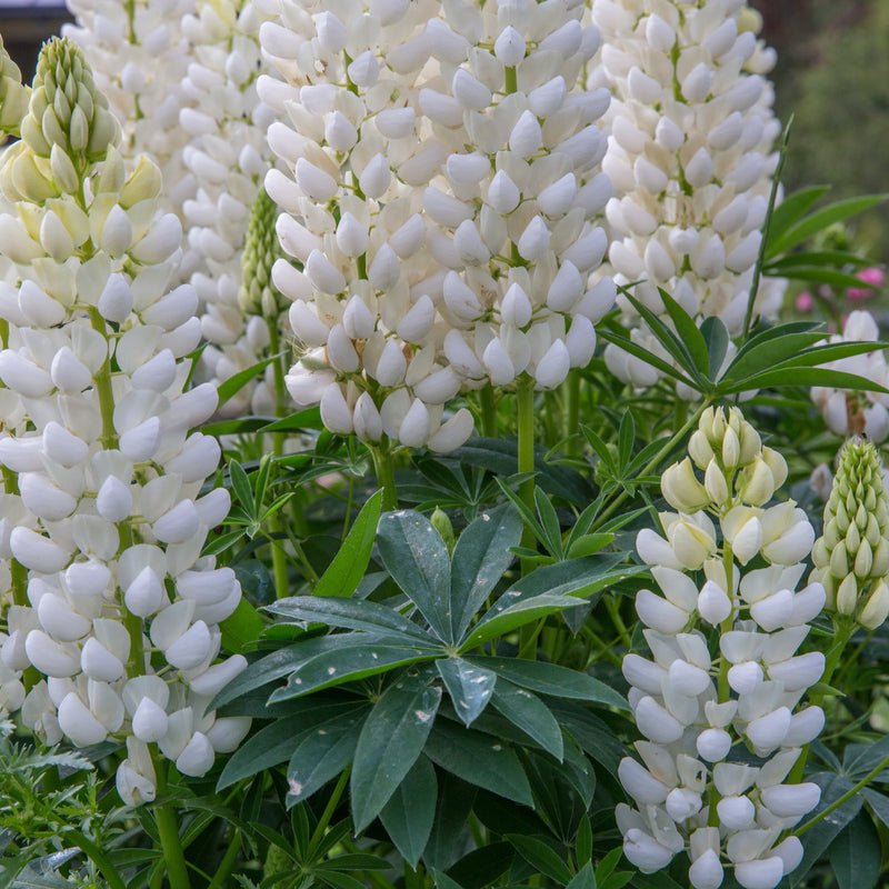 Lupin 'Gallery White' 9cm / 2L -