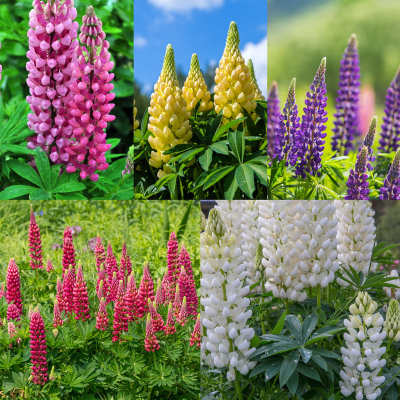 Mix of 3 x 9cm Potted Lupins -