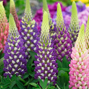 Lupin Russel hybrids Mixed 9cm -
