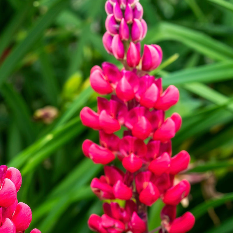 Lupinus polyphyllus 'Legendary Red' (3 Sizes available) -