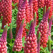 Lupin 'Red shades' 1.5L/3L -