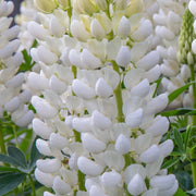 Lupin 'Gallery White' 9cm / 2L -