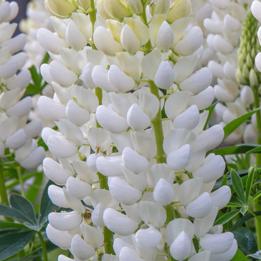 Lupin 'Gallery White' 9cm / 2L -
