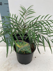Mahonia 'Soft Caress' 2L -