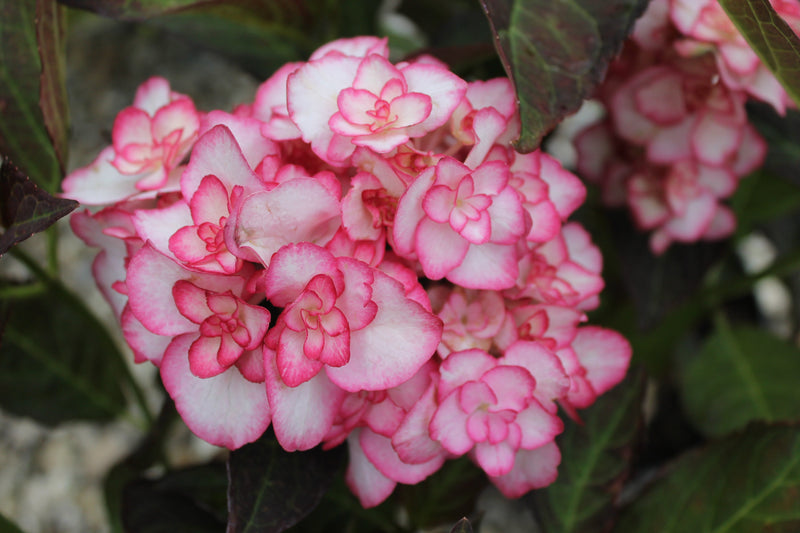 Hydrangea macrophylla 'Miss Saori' 9cm -
