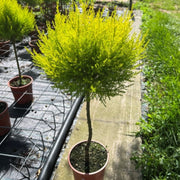Special offer: Cupressus Conifer Lollipop 100cm (2 for £44.99) -