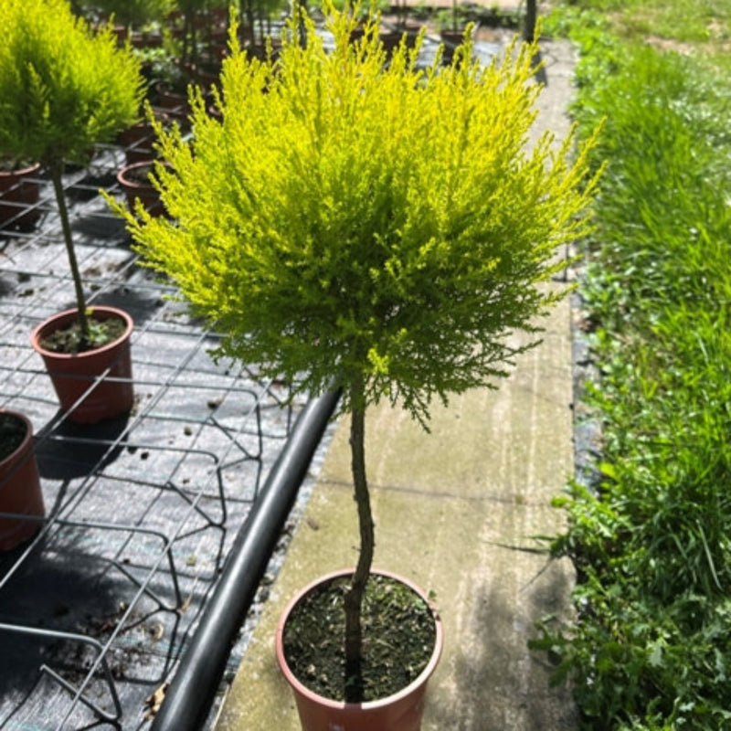 Special offer: Cupressus Conifer Lollipop 100cm (2 for £44.99) -