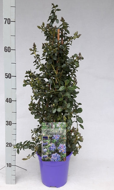 Ceanothus repens Pyramid 60-70cm -
