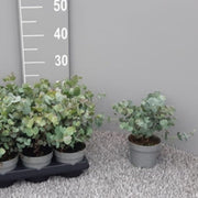 Eucalyptus gunnii Louis 9cm-3L -