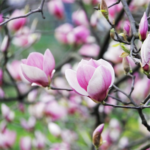 Magnolia denudata 'Fragrant Cloud' 4L -