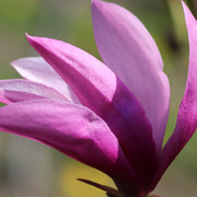 Magnolia 'Betty' 3L -