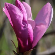 Magnolia 'Betty' 3L -