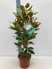 Evergreen Magnolia | Magnolia grandiflora 'Little Gem' | 50-60cm, 90-100cm -