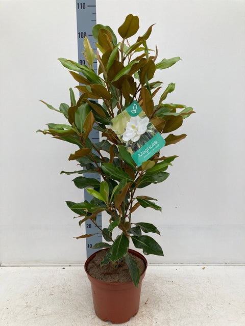 Evergreen Magnolia | Magnolia grandiflora 'Little Gem' | 50-60cm, 90-100cm -