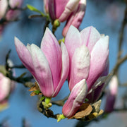 Magnolia x Soulangeana 'Saucer Magnolia' 9cm-3L -