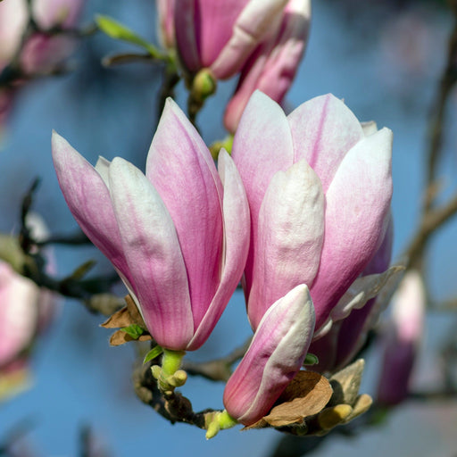 Magnolia x Soulangeana 'Saucer Magnolia' 9cm-3L -