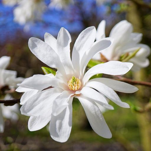 Magnolia stellata | Star Magnolia 9cm - 5L -