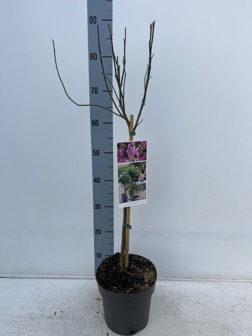 Magnolia Susan Standard Tree | Magnolia 90-100cm -